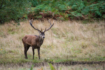 beautiful image of red deer stag and does cervus elaphus in autumn fall during rut mating season