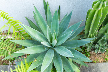 Wall Mural - agave plant leaves on a decorative flower bed in the greenhouse