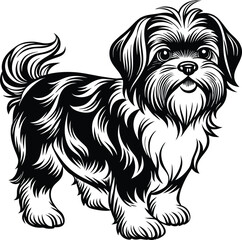 Wall Mural - Shih Tzu poses a Charming vector silhouette Dog Design