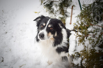 Wall Mural - Tricolor border collie is sitting on the field in the snow. He is so fluffy dog.	