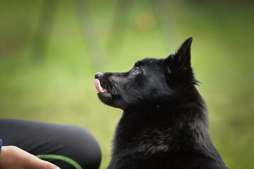 Wall Mural - Summer portrait of dog. He is so cute in the nature. He has so lovely face	