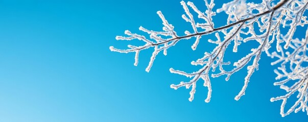 Frosty branches silhouetted against a clear blue winter sky