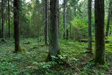 A late summer mixed boreal forest in rural Estonia, Northern Europe	