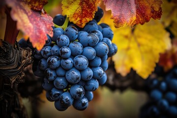 Close up of blue grapes growing on branch in autumn