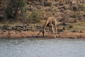 Wall Mural - A giraffe bends low to drink from a waterhole in the African bushveld during a safari game drive. Its long neck stretches gracefully as it sips, showcasing its unique posture and adaptation