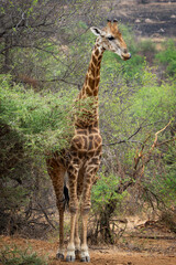 Wall Mural - A giraffe stands among lush green trees in the African bushveld, feeding on fresh leaves. Captured during a safari game drive, the scene showcases the giraffe’s graceful reach and its natural habitat 