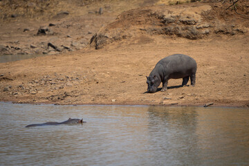 Hippos basking in the sun while lying lazily on the riverbanks, captured during a safari game drive in the African bushveld. Their large bodies rest peacefully, enjoying the warmth of the midday sun