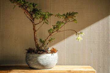 Japanese minimal design background. Japanese style, interior, design. Bonsai plant in a pot against a blank sunny wall. 