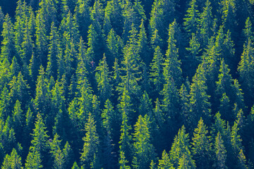  Green fir forest seen from above