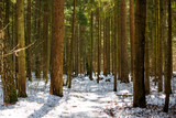 Coniferous forest with melting snow in early spring