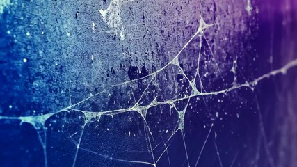 A spider web hangs on a textured purple wall