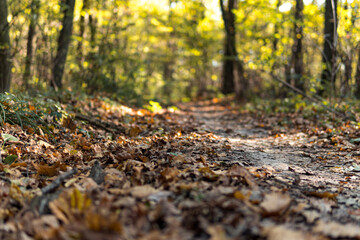 detail of yellow leaves lying down on a ground path through a forest