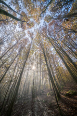 Wall Mural - sunlight gently filtering through a beautiful autumn forest, creating stunning visuals