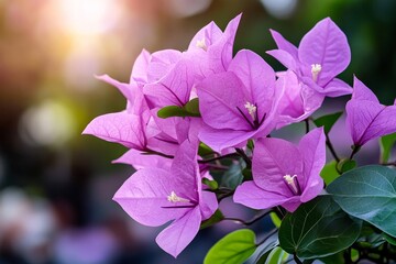 Bougainvillea blooms in watercolor, with soft pink and purple petals blending gently into a vibrant garden scene