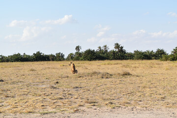 Lioness sitting in savanna