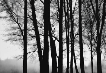 Black and white trees silhouettes