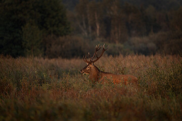 Wall Mural - red deer is walking through the meadow. male of deer during rutting time. wildlife in poland.