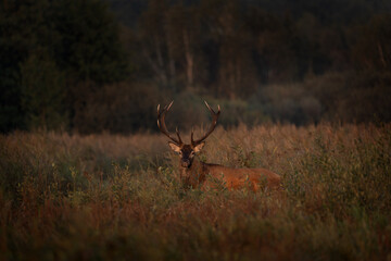 Wall Mural - red deer is walking through the meadow. male of deer during rutting time. wildlife in poland.