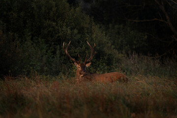 Wall Mural - red deer is walking through the meadow. male of deer during rutting time. wildlife in poland.