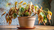 © Valery - Dried and wilted indoor plant in a ceramic pot on a wooden table reflecting neglect and lack of care