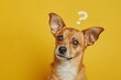 © Maryam - Cute confused little dog with question marks isolated on yellow background. MZ