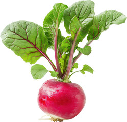 Wall Mural - Fresh red radish with green leaves