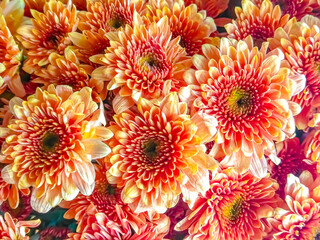 Chrysanthemums are blooming. Flower background