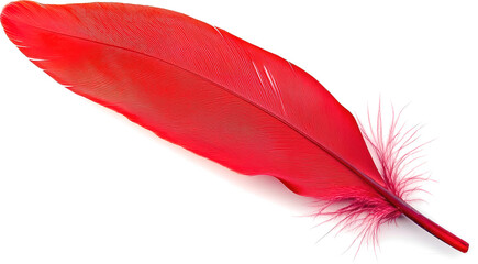 Canvas Print - Red feather on black background