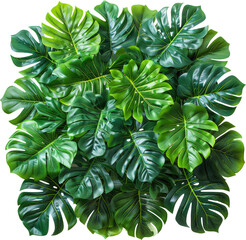 Wall Mural - Lush green leaves