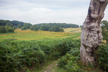 Close up of tree trunks in the countryside UK