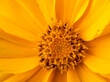 © MarceloAlves - flor amarela, close up