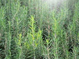 Rosemary plants in nature background.