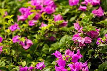 Butterfly perched on a purple flower