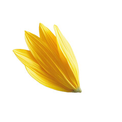 Wall Mural - sunflower petal on transparent background, single object
