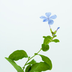 Cape plumbago  is native to southern South Africa, with light blue or blue white flowers. It is a common green plant in China and also a traditional Chinese medicinal plant.
