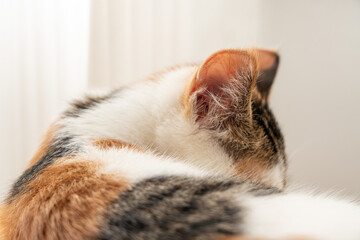 Cat's ear closeup while sleeping