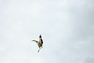 Beautiful white stork (Ciconia ciconia) in flight with a cloudy sky background. Portrait of a flying bird with vibrant colours. Belarussian aist. Big white bird in flight.