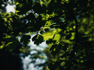 Green tree leaves