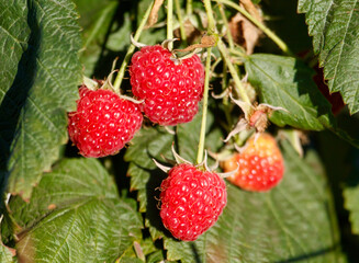 Wall Mural - A bunch of red raspberries hanging from a tree