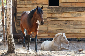 Wall Mural - A brown horse is standing next to a white horse in a dirt field