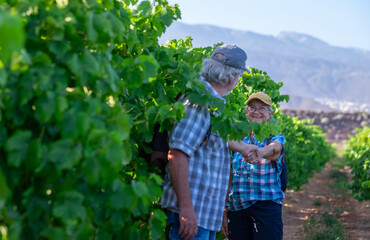 Senior couple of tourists in Tenerife travel visiting a vineyard walking amongst grapevines. People on holiday wine tasting experience in summer valley landscape.