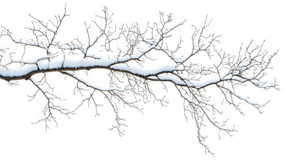 Poster - Isolated branches of a snow tree on white background