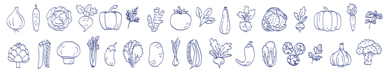 Wall Mural - Vegetable sketch. Onion, garlic, tomato, cucumber and carrot. Beets, pepper, potato and cabbage. Radish, eggplant, pumpkin, spinach, artichoke and mushroom. Hand drawn blue pen or marker drawing