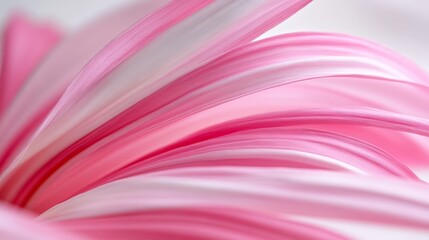  A detailed shot of a pink-white bloom with its center softly focus-lost