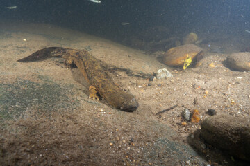 Hellbender laying on a sandy rock