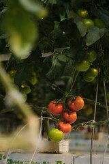 Red, Yellow, and Green Tomatoes Growing in a Greenhouse