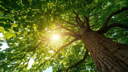 Poster - Majestic tree with sunlight filtering through lush green leaves.