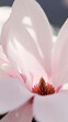 © Joske - Detail of a light pink Magnolia tree blooming.