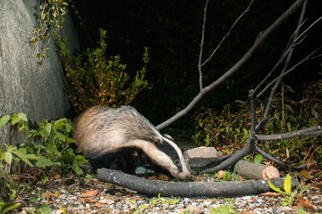 European badger looking for food 