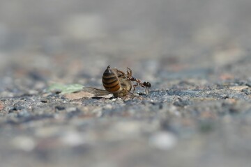 Ant dragging a bee across a rough surface.